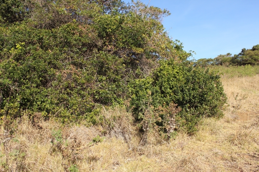 0 Bedroom Property for Sale in Khamanga Bay Eastern Cape